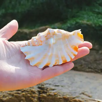 9cm Natūralių Kriauklių Lukštai Seashell Akvariumo Apdaila Pavyzdys Jūrmylių Namų Dekoro Amatų Papuošalai Dėklą Žuvų Bakas Ornamentu