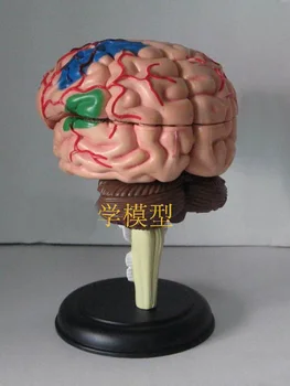 4D anatominių žmogaus smegenų modelis 9.3*6.1*4.8 cm, gali ir medicininės paskirties nemokamas pristatymas