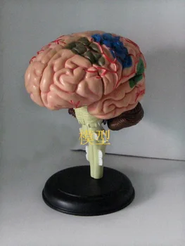 4D anatominių žmogaus smegenų modelis 9.3*6.1*4.8 cm, gali ir medicininės paskirties nemokamas pristatymas
