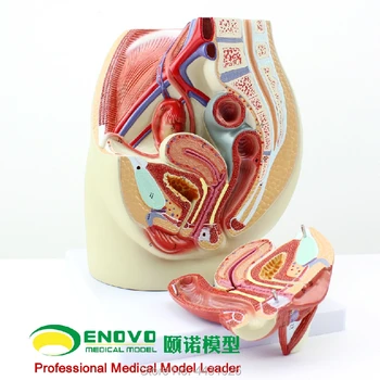 ENOVO Moterų dubens anatomijos modelis reprodukcinės urogenital ginekologinės modelis dubens modelis