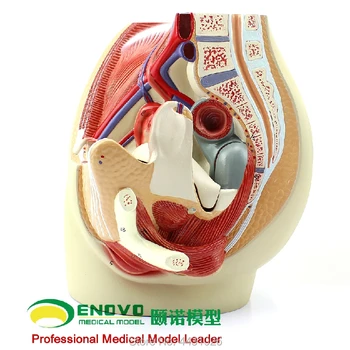 ENOVO Moterų dubens anatomijos modelis reprodukcinės urogenital ginekologinės modelis dubens modelis