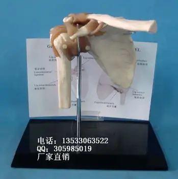 Pečių kaulų modelio Žmogaus Skeletas mokymo modelį Medicinos žmogaus mėginiai nemokamas pristatymas