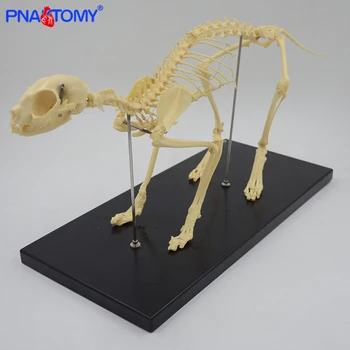 Gyvenimo dydžio Kačių skeleto modelis gyvūnų skeletas studijų ir demonstracinės su bazės