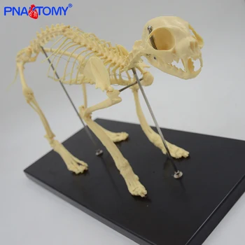 Gyvenimo dydžio Kačių skeleto modelis gyvūnų skeletas studijų ir demonstracinės su bazės