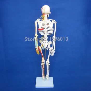KARŠTO Žmogaus 85cm Skeletas su Nervus ir kraujagysles, Modelį, Žmogaus Skeleto Modelis