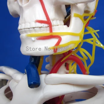 KARŠTO Žmogaus 85cm Skeletas su Nervus ir kraujagysles, Modelį, Žmogaus Skeleto Modelis
