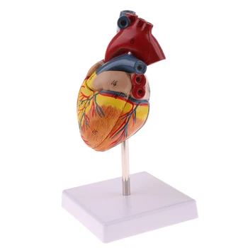 1:1 Žmogaus Širdies Anatomijos Modelis Ir Širdies Keychain Medicinos Anatomijos Mokymasis