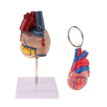 1:1 Žmogaus Širdies Anatomijos Modelis Ir Širdies Keychain Medicinos Anatomijos Mokymasis