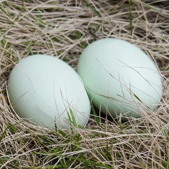 Mediniai vaikų žaislas realus imitacija kiaušinių 