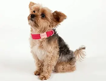 Aksomo Šuns Antkaklio ir Pavadėlio Komplektas Soft & Comfy Reguliuojamas Antkakliai Naminių Šunų Pėsčiomis Raudona